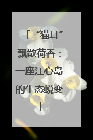“猫耳”飘散荷香：一座江心岛的生态蜕变