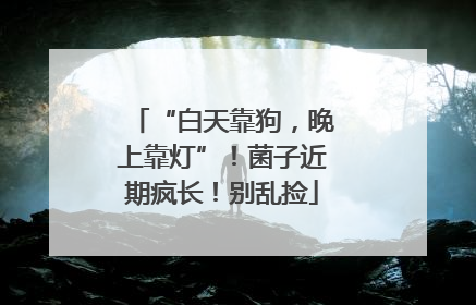 “白天靠狗，晚上靠灯”！菌子近期疯长！别乱捡