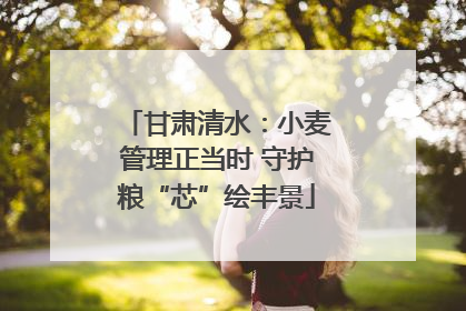 甘肃清水：小麦管理正当时 守护粮“芯”绘丰景