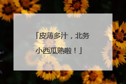 皮薄多汁，北务小西瓜熟啦！