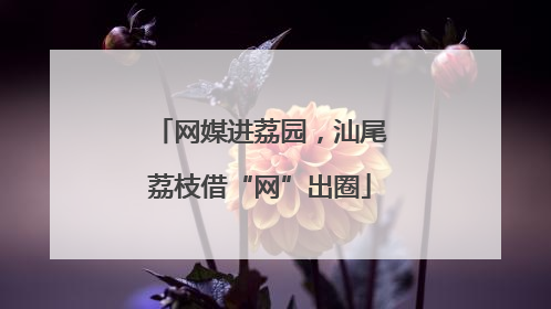 网媒进荔园，汕尾荔枝借“网”出圈