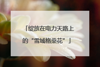 绽放在电力天路上的“雪域格桑花”