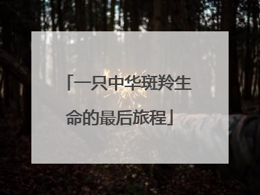 一只中华斑羚生命的最后旅程