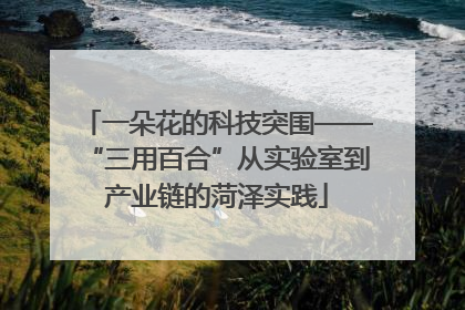 一朵花的科技突围——“三用百合”从实验室到产业链的菏泽实践