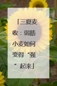 三夏麦收：弱筋小麦如何变得“强”起来