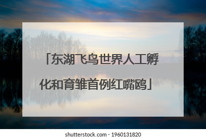 东湖飞鸟世界人工孵化和育雏首例红嘴鸥