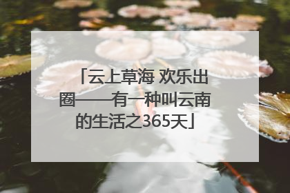 云上草海 欢乐出圈——有一种叫云南的生活之365天