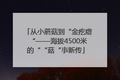 从小蘑菇到“金疙瘩“——海拔4500米的““菇“事新传
