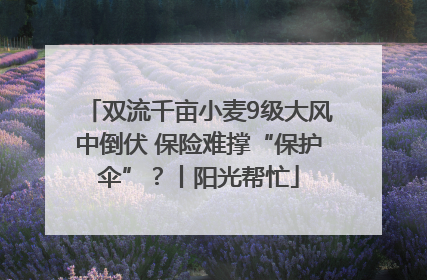 双流千亩小麦9级大风中倒伏 保险难撑“保护伞”？丨阳光帮忙