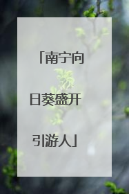 南宁向日葵盛开引游人