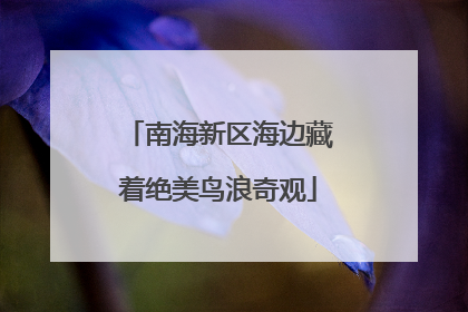 南海新区海边藏着绝美鸟浪奇观