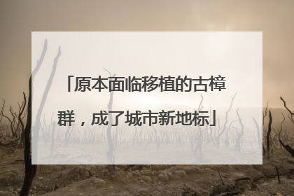 原本面临移植的古樟群，成了城市新地标