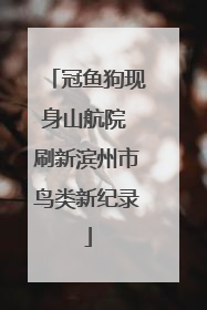 冠鱼狗现身山航院 刷新滨州市鸟类新纪录