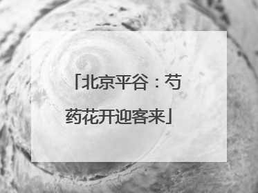 北京平谷：芍药花开迎客来