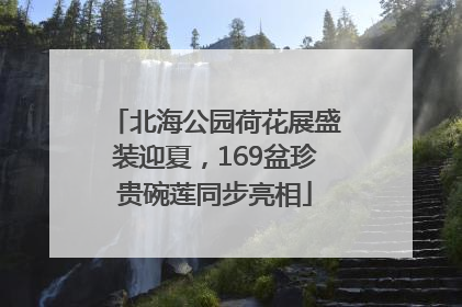 北海公园荷花展盛装迎夏，169盆珍贵碗莲同步亮相