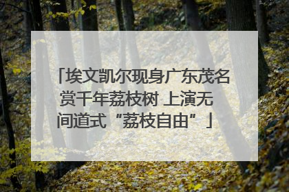 埃文凯尔现身广东茂名 赏千年荔枝树 上演无间道式“荔枝自由”