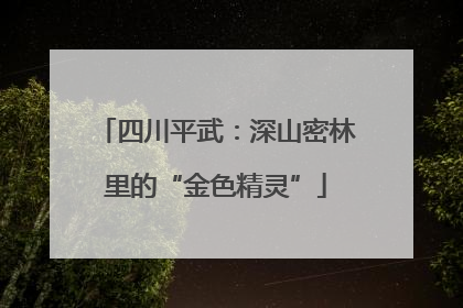 四川平武：深山密林里的“金色精灵”