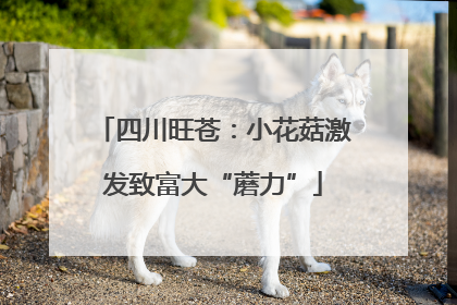 四川旺苍：小花菇激发致富大“蘑力”