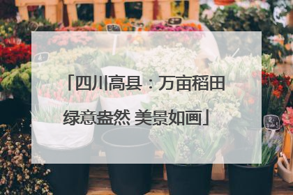 四川高县：万亩稻田绿意盎然 美景如画