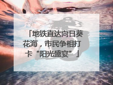 地铁直达向日葵花海，市民争相打卡“阳光盛宴”