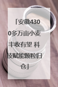 安徽4300多万亩小麦丰收有望 科技赋能颗粒归仓