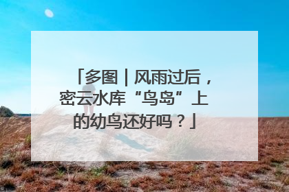 多图｜风雨过后，密云水库“鸟岛”上的幼鸟还好吗？