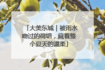 大美东城｜被雨水吻过的荷塘，藏着整个夏天的温柔