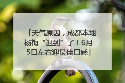天气原因，成都本地杨梅“迟到”了！6月5日左右迎最佳口感