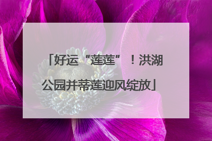 好运“莲莲”！洪湖公园并蒂莲迎风绽放