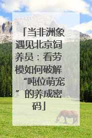 当非洲象遇见北京饲养员：看劳模如何破解“吨位萌宠”的养成密码
