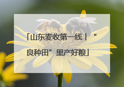 山东麦收第一线丨“良种田”里产好粮