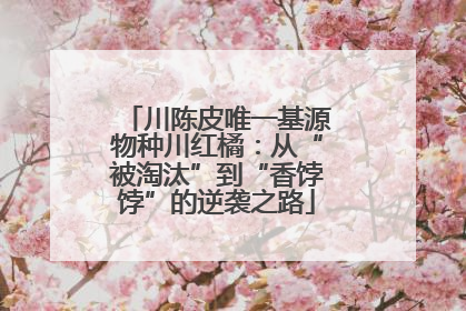 川陈皮唯一基源物种川红橘：从“被淘汰”到“香饽饽”的逆袭之路
