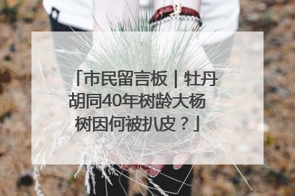 市民留言板｜牡丹胡同40年树龄大杨树因何被扒皮？