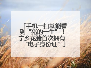 手机一扫就能看到“猪的一生”！宁乡花猪首次拥有“电子身份证”