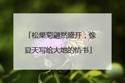 松果菊翩然盛开，像夏天写给大地的情书