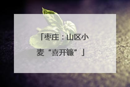 枣庄：山区小麦“喜开镰”