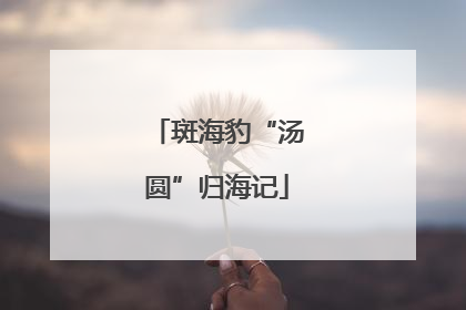 斑海豹“汤圆”归海记