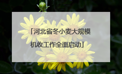 河北省冬小麦大规模机收工作全面启动