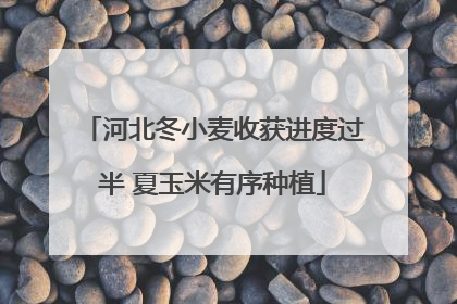 河北冬小麦收获进度过半 夏玉米有序种植