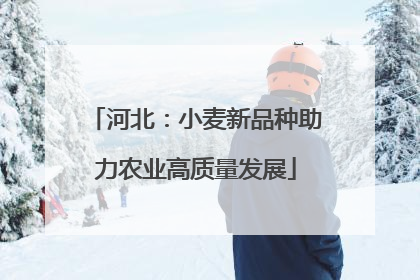 河北：小麦新品种助力农业高质量发展
