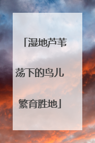 湿地芦苇荡下的鸟儿繁育胜地