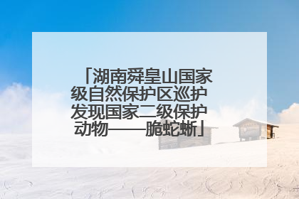 湖南舜皇山国家级自然保护区巡护发现国家二级保护动物——脆蛇蜥