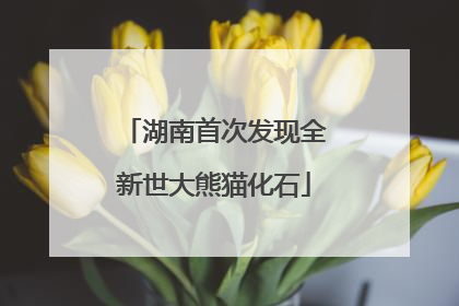 湖南首次发现全新世大熊猫化石