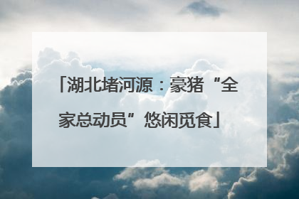 湖北堵河源：豪猪“全家总动员”悠闲觅食