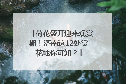 荷花盛开迎来观赏期！济南这12处赏花地你可知？