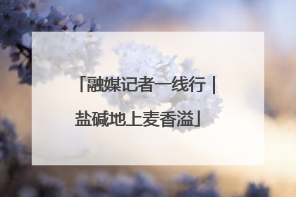 融媒记者一线行｜盐碱地上麦香溢