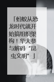 蚂蚁从恐龙时代就开始搞组织架构！华大参与解码“昆虫文明”