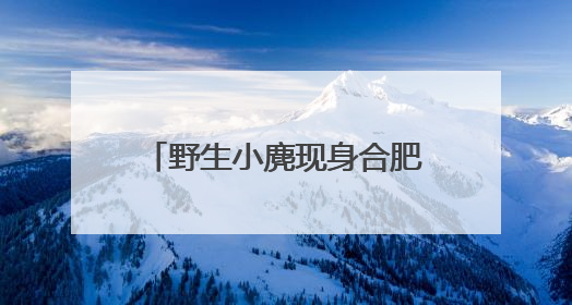 野生小麂现身合肥环城公园？专家呼吁：若邂逅切勿惊扰