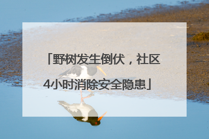 野树发生倒伏，社区4小时消除安全隐患