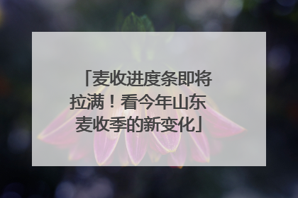麦收进度条即将拉满！看今年山东麦收季的新变化
